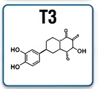 amylase