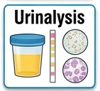 amylase