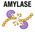 amylase